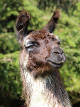 Bild vergrößern Suri de Taipi-Uta