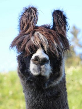 Bild vergrößern A.M. Caruso