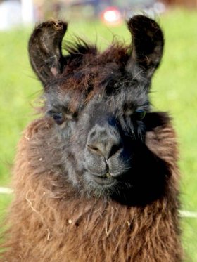 Bild vergrößern Rayen de Oro