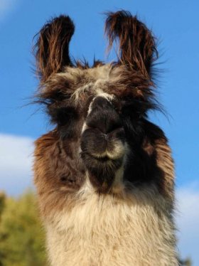 Bild vergrößern Caquena del Sur