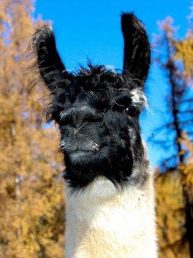 Bild vergrößern A.M. Tapharel