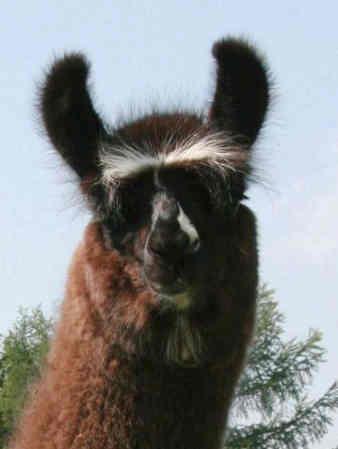 Larry de Oro