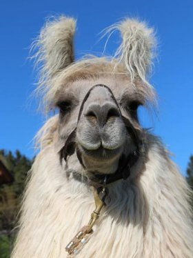 Bild vergrößern El Tango de Plata