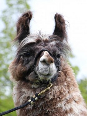 Bild vergrößern Nahuel de Oro