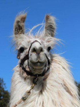 Bild vergrößern Corina de Plata