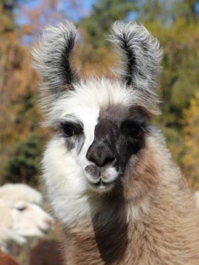 Bild vergrößern Espuna de Oro