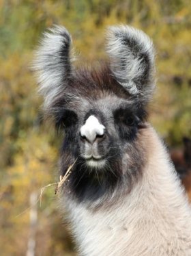 Bild vergrößern Limay de Oro