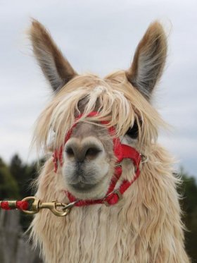 Bild vergrößern Tierra de Oro