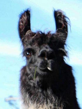 Bild vergrößern A.M. Conchita