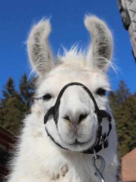 Bild vergrößern Lingo de Oro