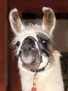 Bild vergrößern Luna