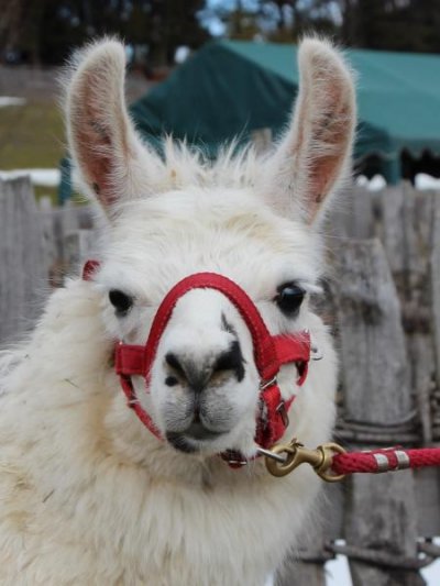 Camaro de Oro, Medium wooly | Sold animals (Llamas) - Kaserhof, Renon Camaro de Oro, Medium wooly | Sold animals (Llamas) - Kaserhof, Renon