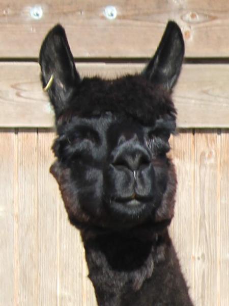 Paca Perfect Amethyst 