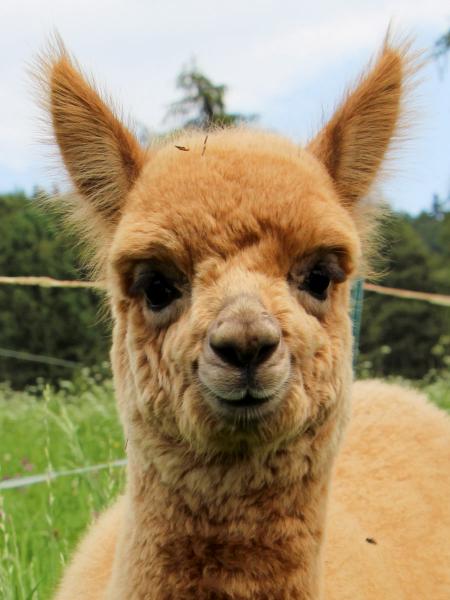 Pichitemu de Oro