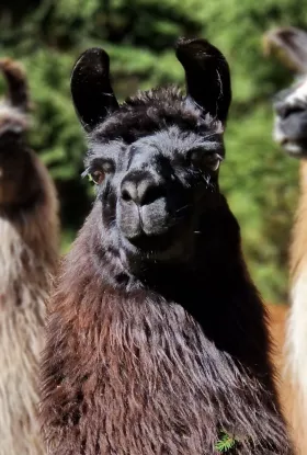 Bild vergrößern Salima de Oro