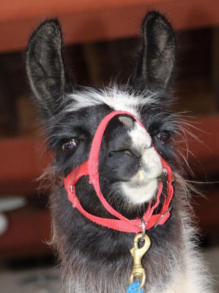 Lorelei von Sunnleitn