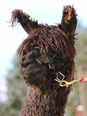 Bild vergrößern PAZ Peruvian Lusitano