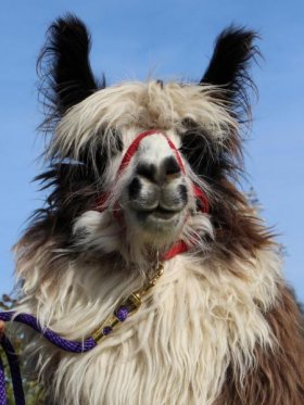 Bild vergrößern Cimo de Oro