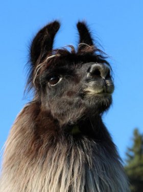 Bild vergrößern Shaqiri de Oro