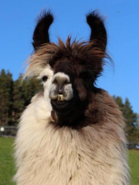 Bild vergrößern Tiento de Oro