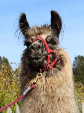 Bild vergrößern Lipea de Oro