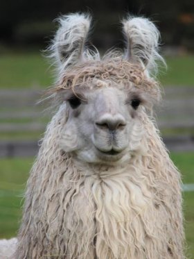 Bild vergrößern Tapal de Oro