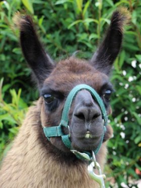 Bild vergrößern Pepino