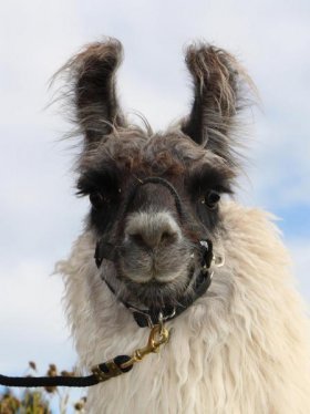 Bild vergrößern Lola de Oro