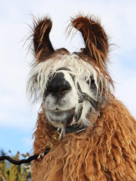 Bild vergrößern Salomo de Oro