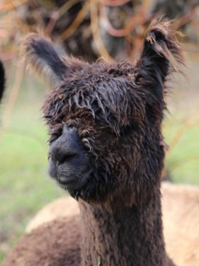 Bild vergrößern AOS Little Chérie