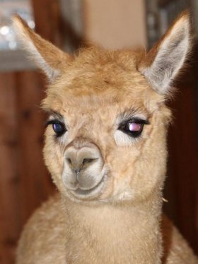 Bild vergrößern Lancy de Oro