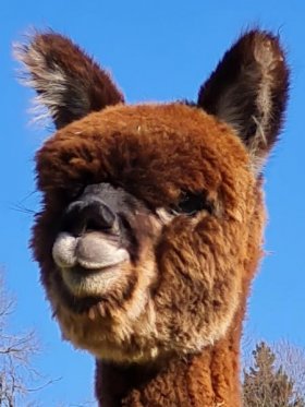 Bild vergrößern Yamila de Oro