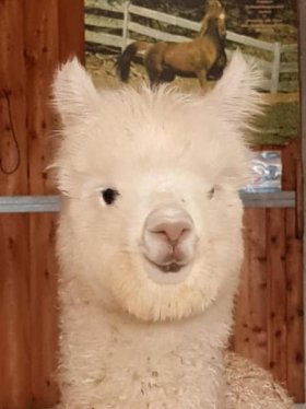 Bild vergrößern Goa de Oro