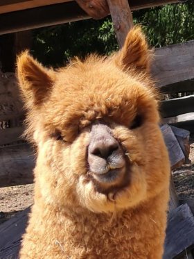 Bild vergrößern Eitan de Oro