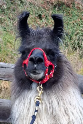 Bild vergrößern Salento de Oro