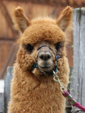 Bild vergrößern GVA Thalia