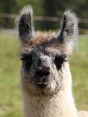 Bild vergrößern Lentano de Oro