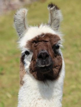 Bild vergrößern Nepal de Oro