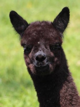 Bild vergrößern Lenya de Oro