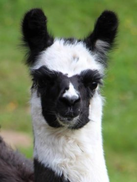 Bild vergrößern Sindaya de Oro