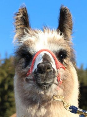 Bild vergrößern Cileno de Oro