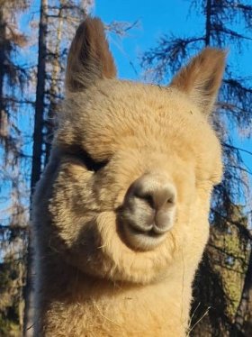 Bild vergrößern Kaliah de Oro