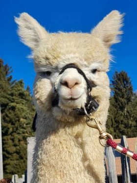 Bild vergrößern Kimana de Oro