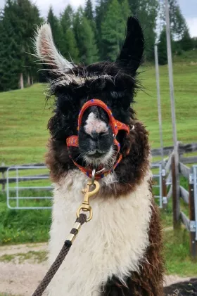 Bild vergrößern Cincinetti de Oro