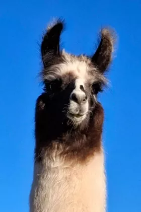 Bild vergrößern Pelé de Oro