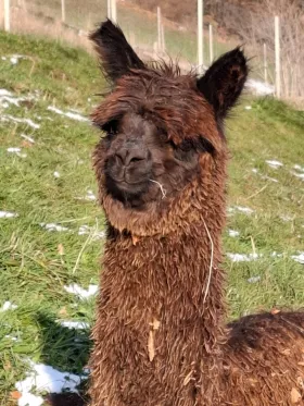 Bild vergrößern DaVinci de Oro