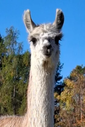 Bild vergrößern Nebbiolo de Oro