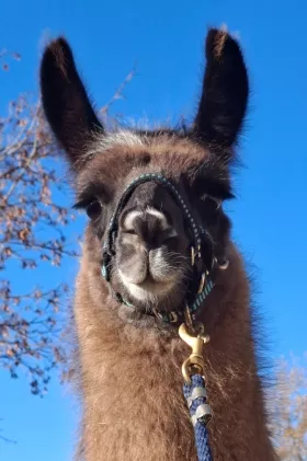 Bild vergrößern Lou de Oro