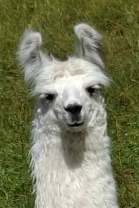 Bild vergrößern Tuscania de Oro