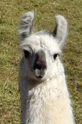 Bild vergrößern Sioux de Oro